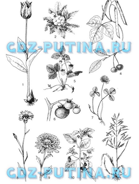 Отдел Покрытосеменные (Цветковые) растения (50-59) - Захаров, Сонин 7 класс  (ответы)
