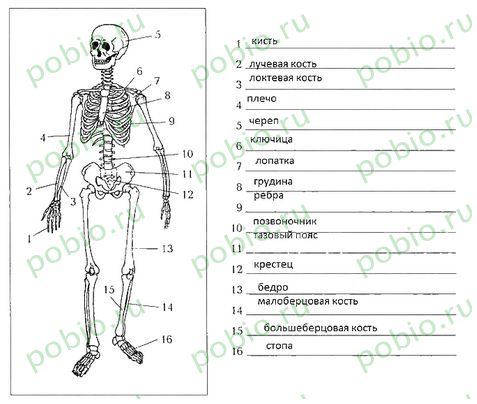 Скелет биология картинки (47 фото)