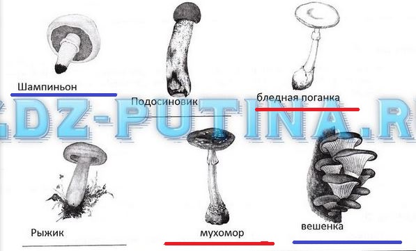 На рисунке показана микориза грибов на корнях дерева эти тесные взаимоотношения 2 видов называются