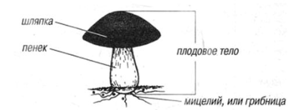 Лабораторная работа шляпочные грибы 7 класс. Рисунок схема шляпочного гриба 3 класс окружающий мир белый гриб. Схема строения гриба 5 класс биология. Схема строения шляпочного гриба. Строение гриба 2 класс окружающий мир.